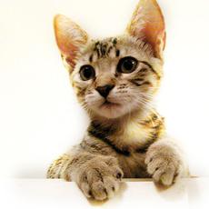 هيبوالرجينيك الجمال - حساسية القط
