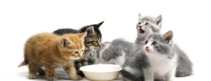 التهاب الصفاق المعدية أو الفيروسية في القطط: الأعراض والعلاج