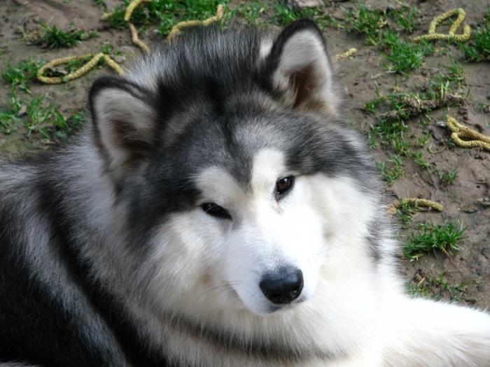 كلب مالاموت تولد: معلومات عامة عن ألاسكا "الدب"