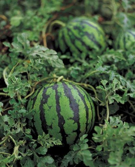 زرع البطيخ والبطيخ: أسرار نموها