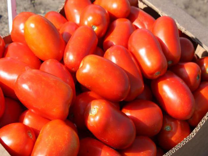 الطماطم "كلاسيكي F1": الوصف، العائد، استعراض