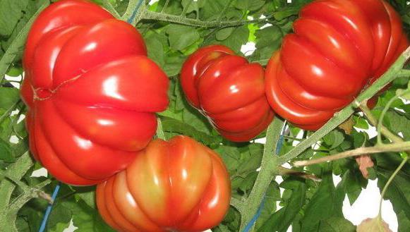 Lotharin's Beauty Tomato отзывы