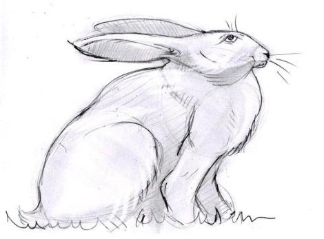 كيفية رسم الأرنب في قلم رصاص