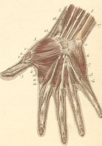رسم عظام اليد
