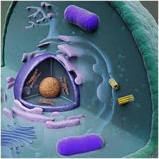 وظائف الريبوسوم وغيرها من العضيات الخلية